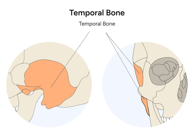 Vector ilustración del cráneo humano del hueso temporal en vector