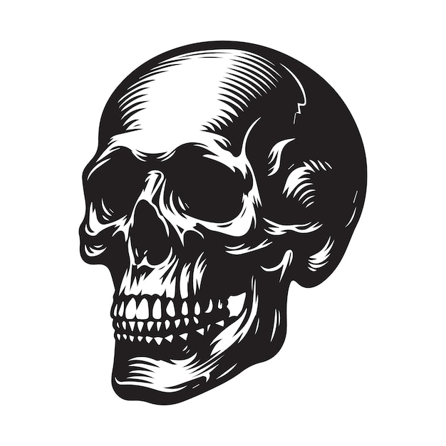 Ilustración de cráneo humano y silueta de cráneo aislada sobre un fondo blanco