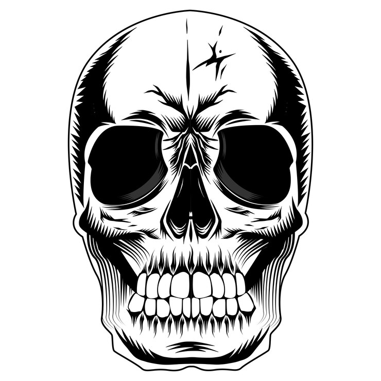 Ilustración de cráneo humano
