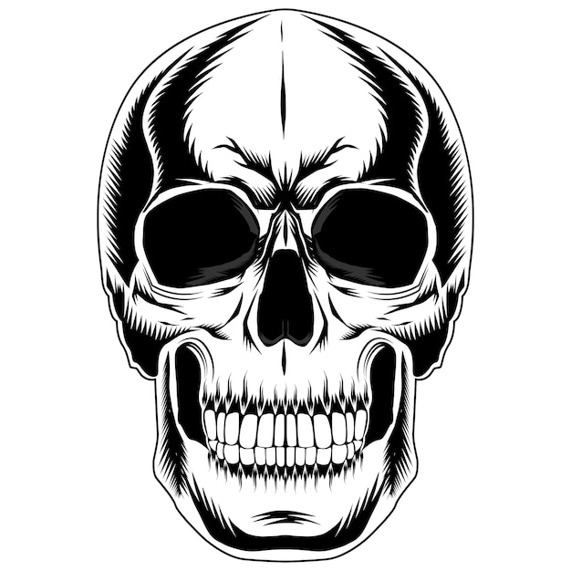 Ilustración de cráneo humano