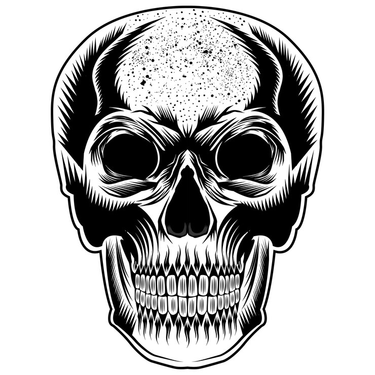 Ilustración de cráneo humano