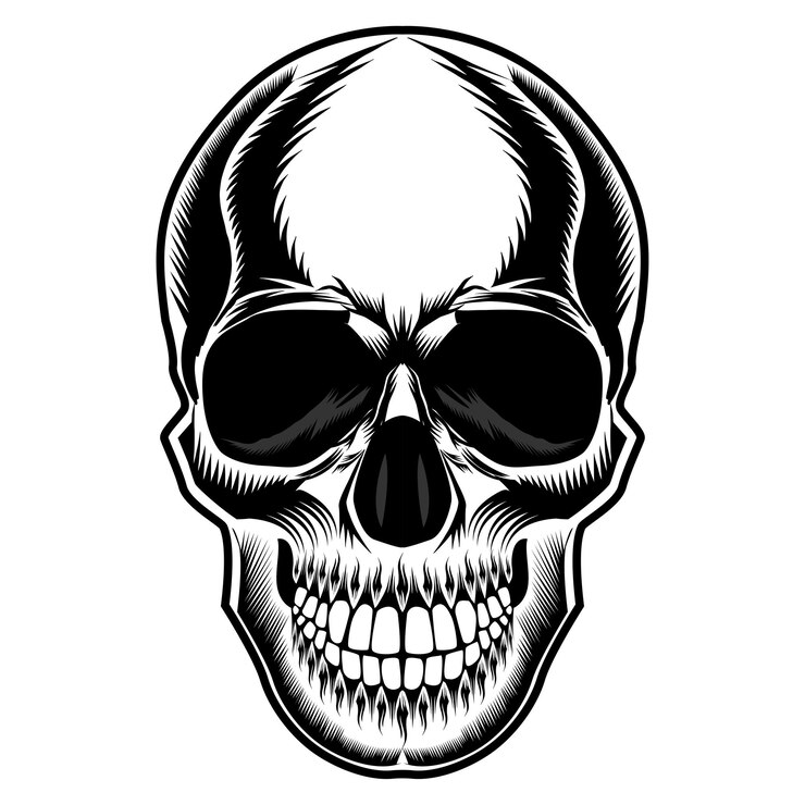 Ilustración de cráneo humano