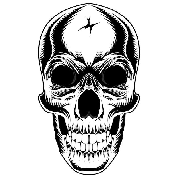 Ilustración de cráneo humano