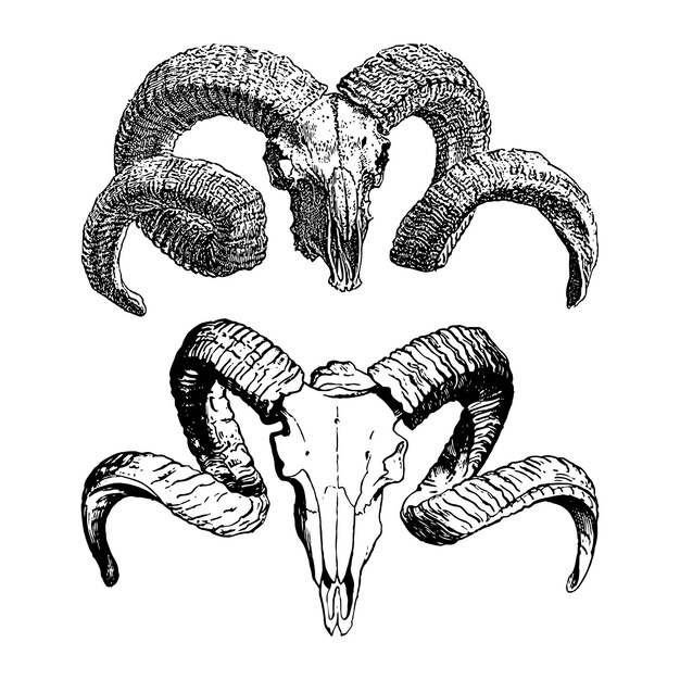 Ilustración del cráneo de Ram