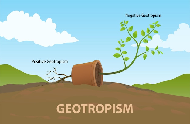 Ilustración del crecimiento del geotropismo por una planta