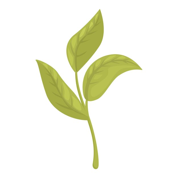 Ilustración del crecimiento de las ramas de las hojas de té verde