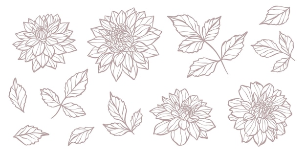 Vector ilustración de dahlia vectorial botánica dibujada a mano con hojas y flores en flor