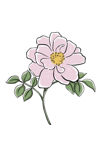 Ilustración delicada de la rosa rosada