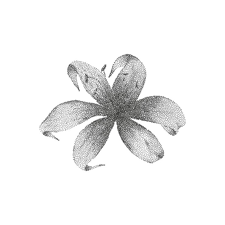 Vector ilustración detallada en blanco y negro de una flor con cinco pétalos