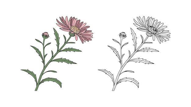 Ilustración detallada de una flor de aster en plena floración con un brote