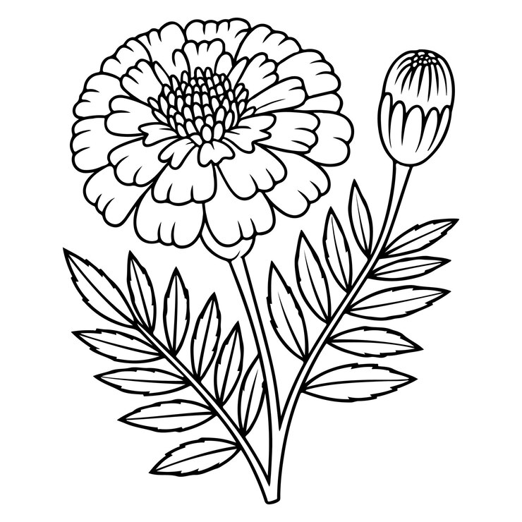 Ilustración detallada de la flor de la margarita en blanco y negro