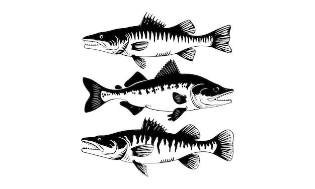 Ilustración detallada de peces depredadores de agua dulce en blanco y negro