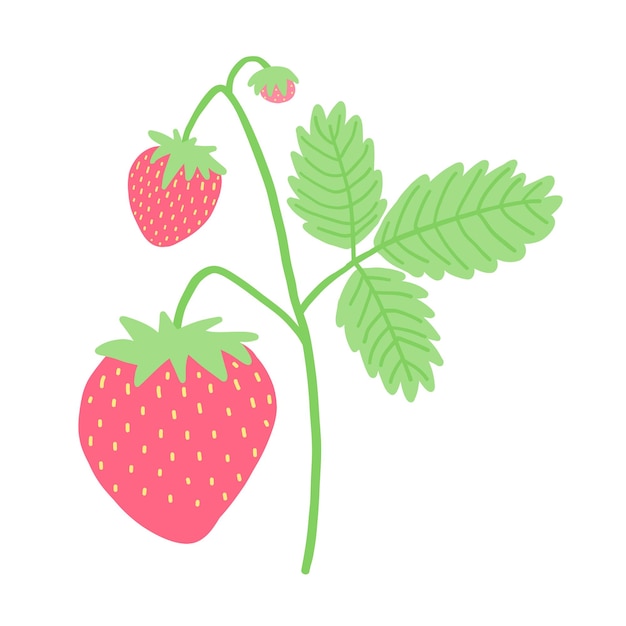 Ilustración detallada de la planta de fresa con frutos rojos vibrantes hojas verdes y tallos delicados