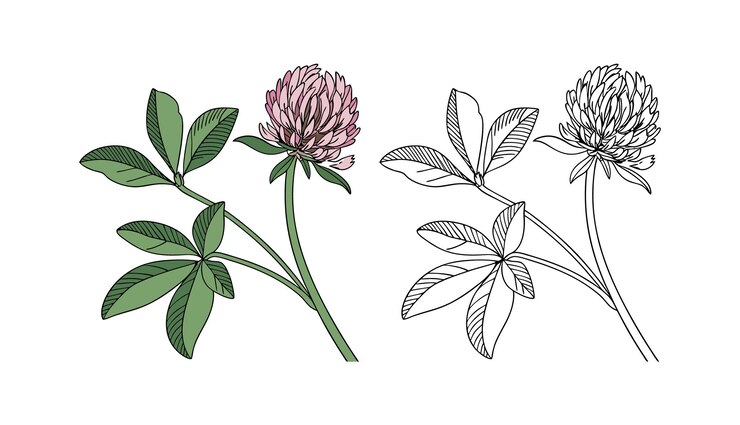 Ilustración detallada de una planta de trébol con flores y hojas