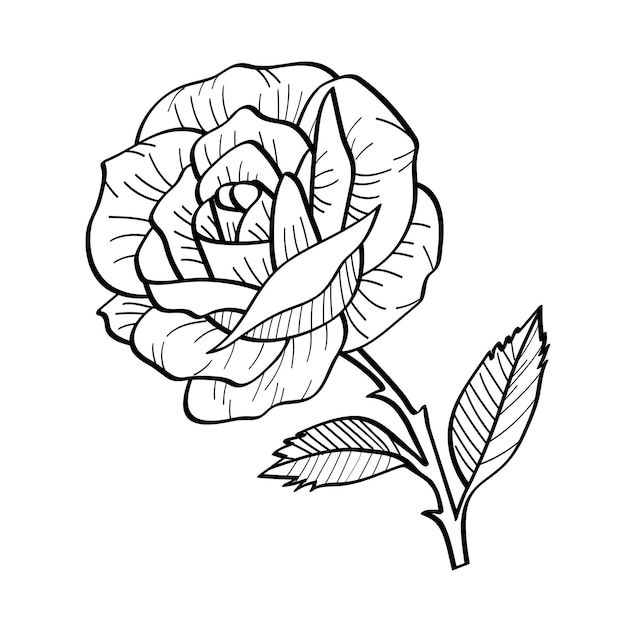 Ilustración detallada de una rosa