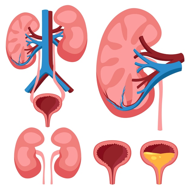 Vector ilustración detallada del sistema urinario, incluidos los riñones, los uréteres y la vejiga para estudio médico.