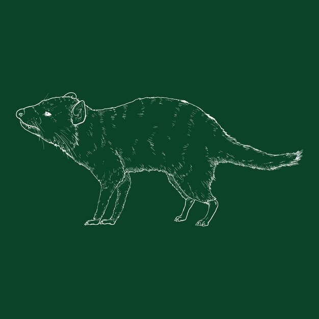 Ilustración del diablo de Tasmania con dibujos en tiza