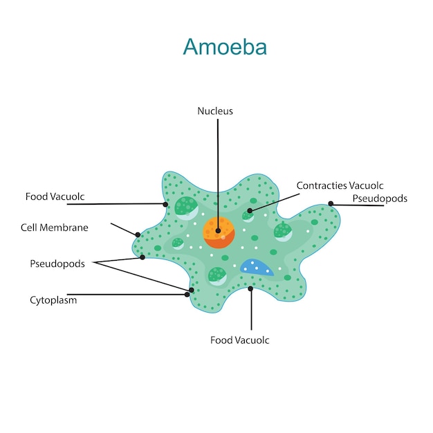 Ilustración del diagrama de la ameba