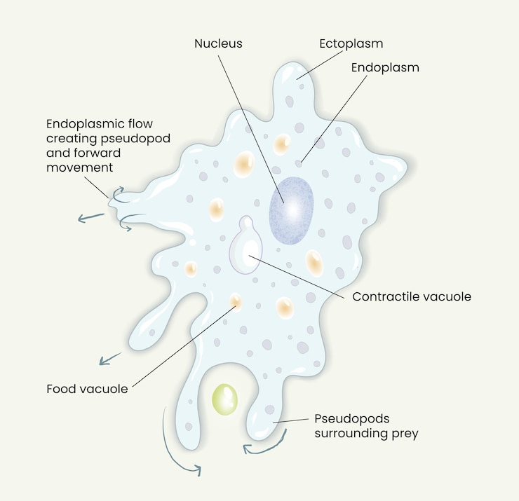 Vector ilustración del diagrama de anatomía de la ameba