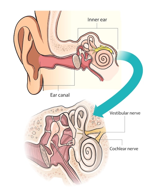 Ilustración del diagrama de anatomía del oído