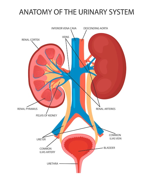 Ilustración del diagrama de anatomía de riñón y vejiga. vector de dibujos animados