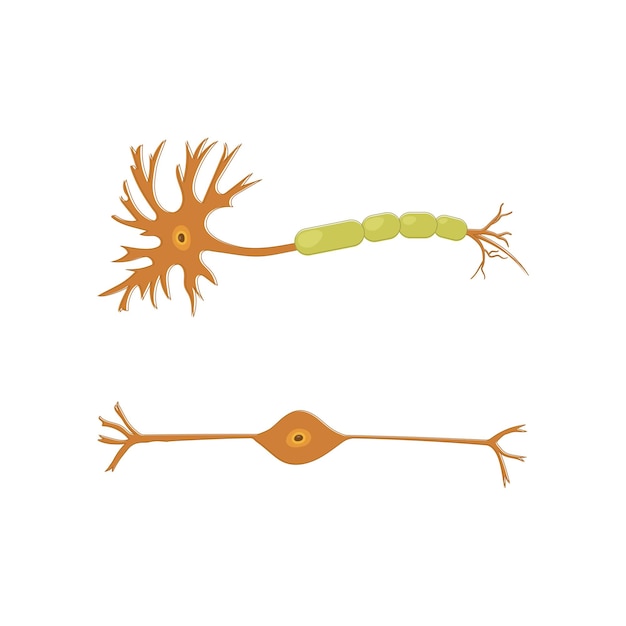 Ilustración del diagrama celular de la anatomía neuronal humana