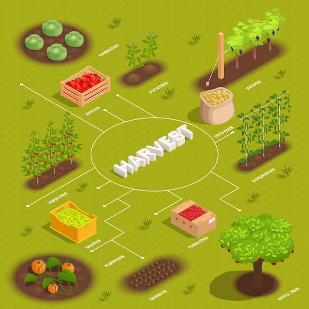 Ilustración de diagrama de flujo isométrico de cosecha de agricultura