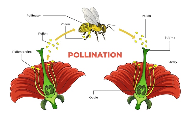 Ilustración del diagrama de polinización