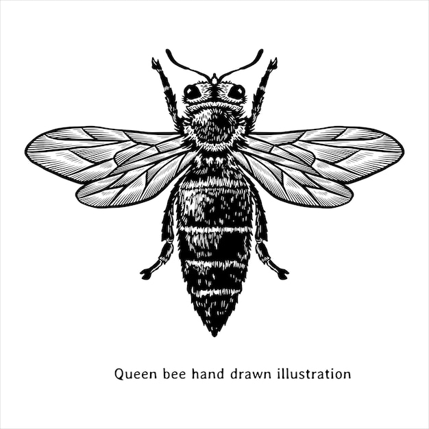 Ilustración dibujada a mano por la abeja reina en estilo vintage