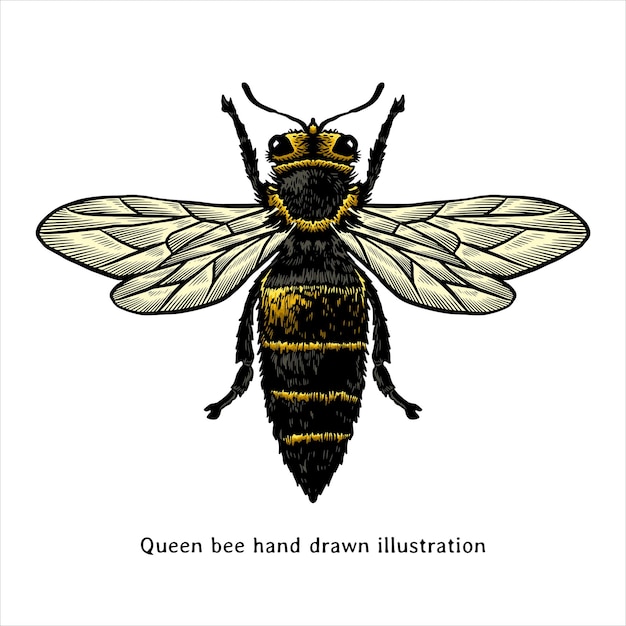 Ilustración dibujada a mano por la abeja reina en estilo vintage