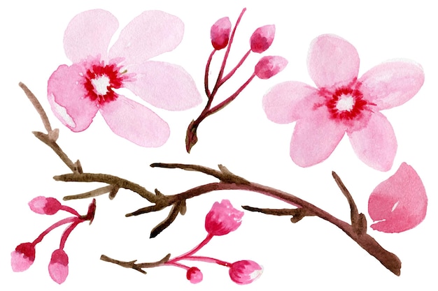 Ilustración dibujada a mano con acuarela de rama de flor de cerezo japonesa. flores de sakura en una rama de árbol.