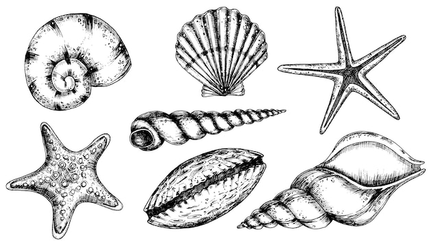 Ilustración dibujada a mano de conchas marinas en fondo aislado Dibujo de vieiras y estrellas de mar en estilo de contorno Esbozo de concha de gallo pintado con tinta negra Arte de líneas submarinas