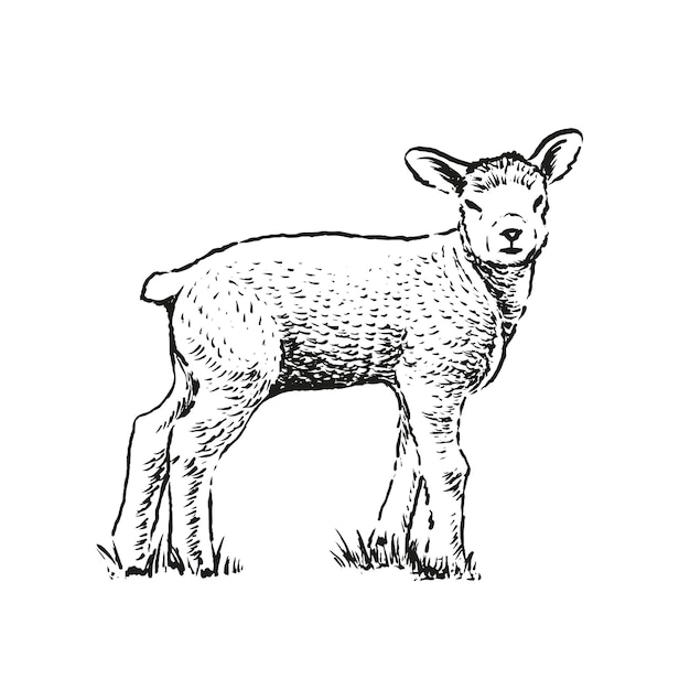Ilustración dibujada a mano de un cordero