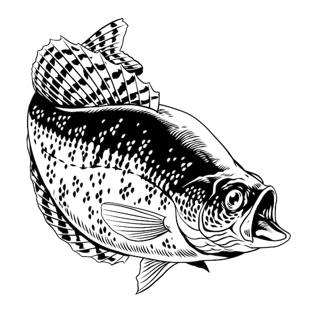 Ilustración dibujada a mano de crappie fish aislada