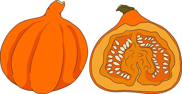 Ilustración dibujada a mano de diferentes tipos de calabazas Frutas de temporada Halloween y Acción de Gracias