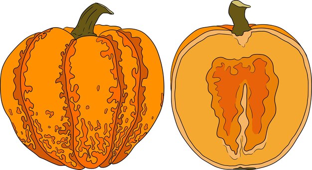 Ilustración dibujada a mano de diferentes tipos de calabazas Frutas de temporada Halloween y Acción de Gracias