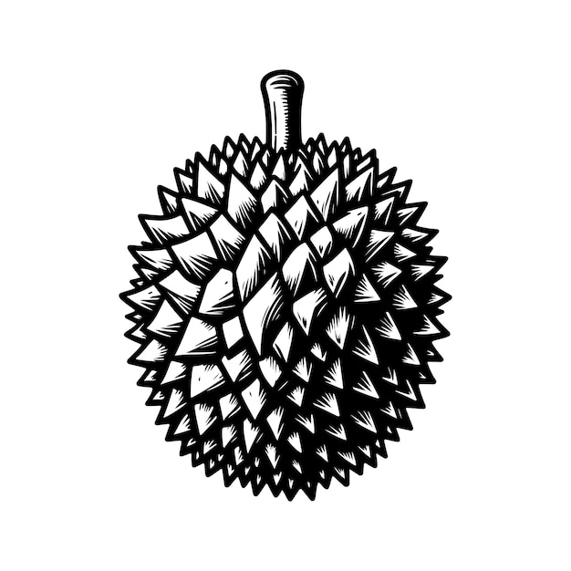 Ilustración dibujada a mano del durian