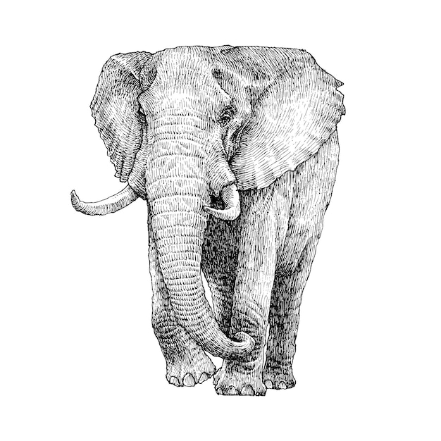 Vector ilustración dibujada a mano de un elefante