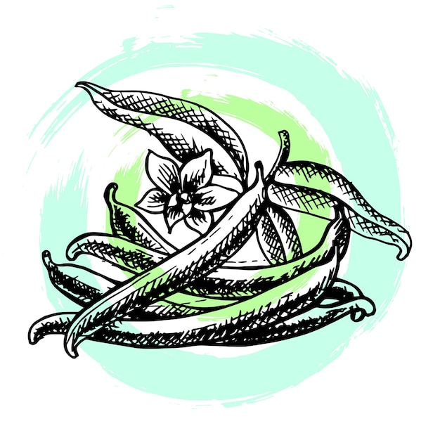 Ilustración dibujada a mano de la especia de la semilla de vainilla aislada en un fondo abstracto