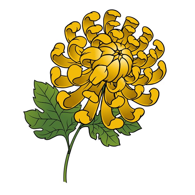 Ilustración dibujada a mano de una flor de crisantemo amarillo con hojas