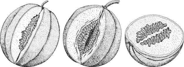 Ilustración dibujada a mano de melón en estilo grabado Ilustración de vector de alimentos botánicos