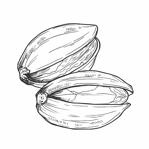 Ilustración dibujada a mano de las nueces de pistacho