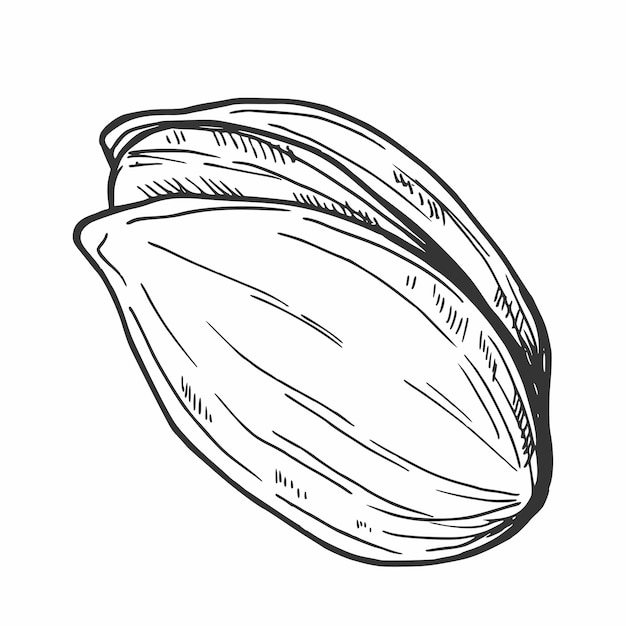 Ilustración dibujada a mano de las nueces de pistacho