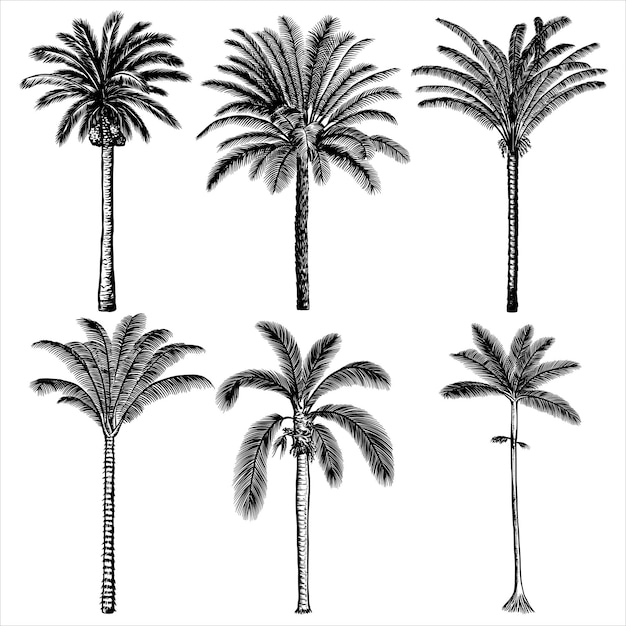 Ilustración dibujada a mano de una palmera de época