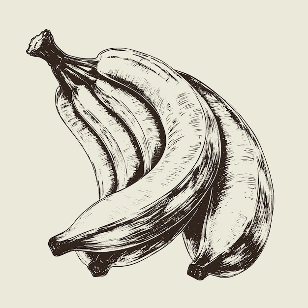 Ilustración dibujada a mano de plátano en estilo grabado aislado sobre fondo blanco