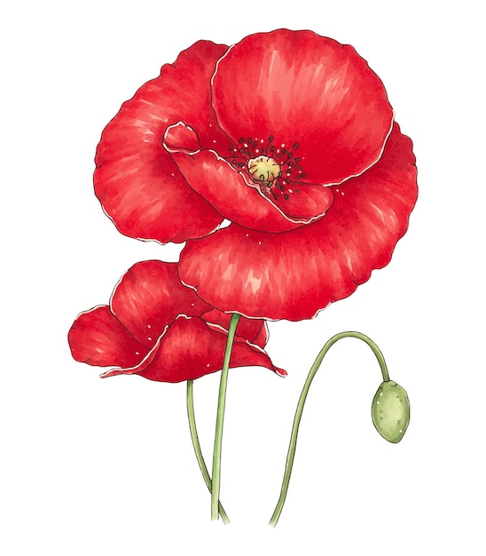 Ilustración dibujada a mano con un ramo de amapolas rojas