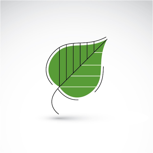 Ilustración dibujada a mano de una simple hoja de abedul aislada. Follaje verde, hierba de primavera. El símbolo botánico vectorial se puede utilizar como elemento de diseño en el tema de la conservación de la ecología.
