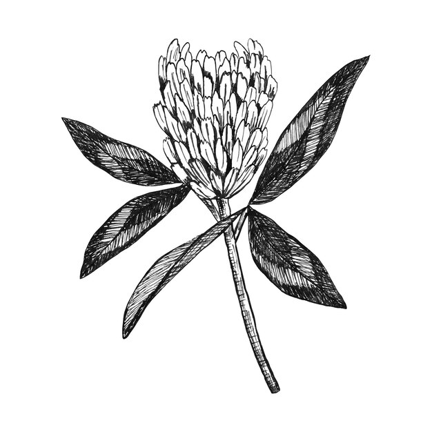 Ilustración dibujada a mano en tinta negra de un trébol floreciente de campo Herbario de una flor natural