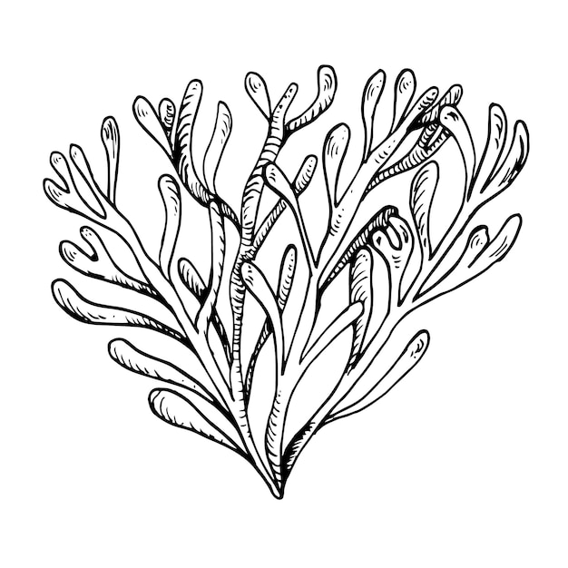Ilustración dibujada a mano con tinta de planta marina aislada sobre fondo blanco Alga marina de agar agar rosa única