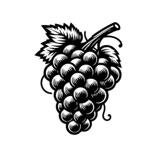 Ilustración dibujada a mano de las uvas
